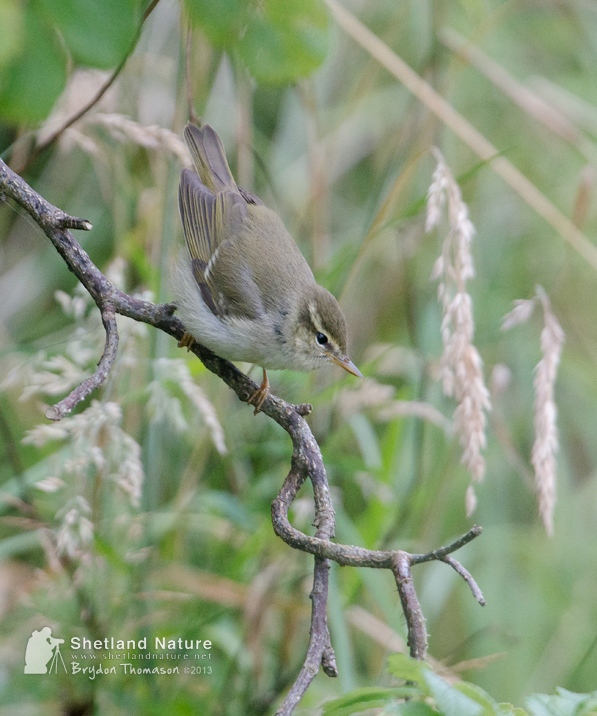 Arctic Warbler