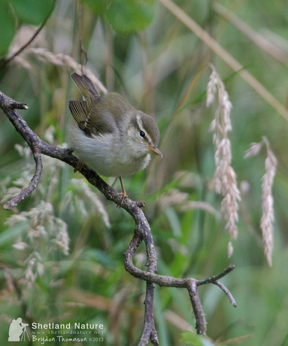 Arctic Warbler