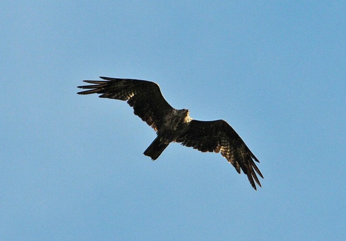 Black Kite