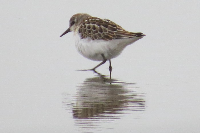 Little Stint