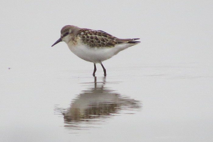 Little Stint