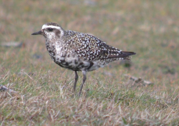 American Golden Plover