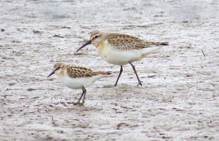 Little Stint