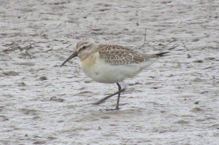 Curlew Sandpiper
