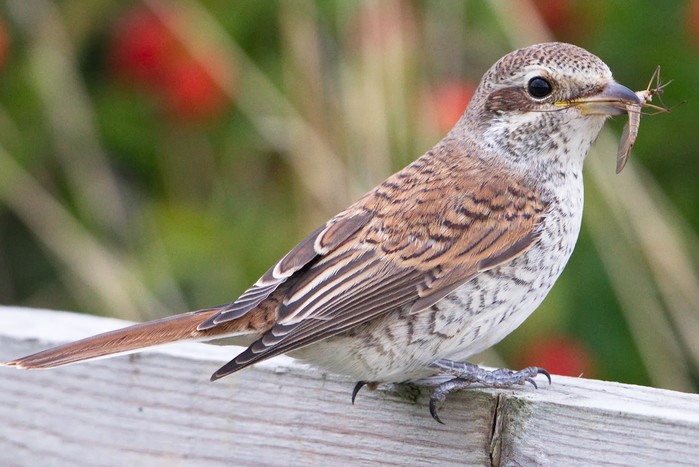 Red-backed Shrike
