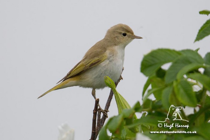Western Bonelli's Warbler