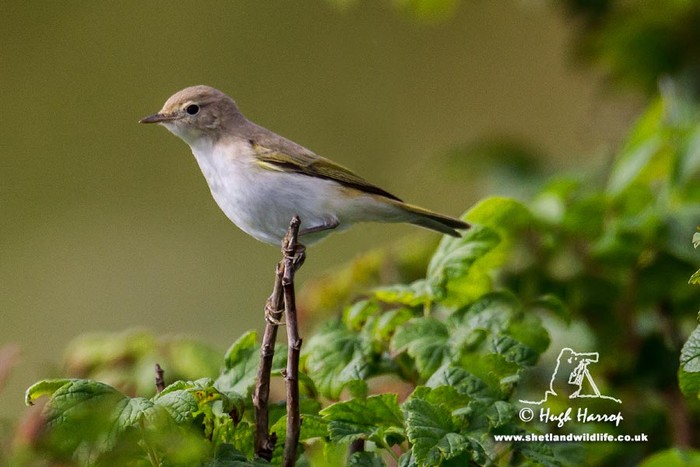 Western Bonelli's Warbler
