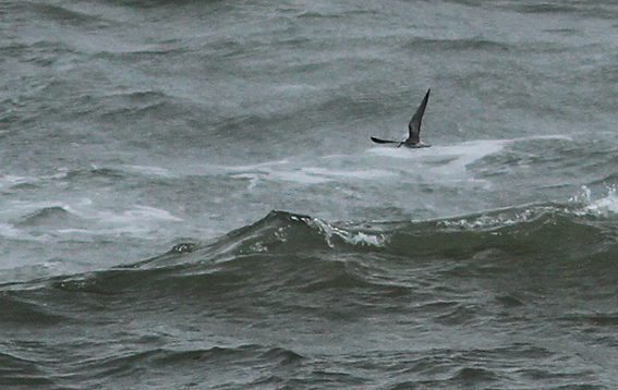 Black Tern
