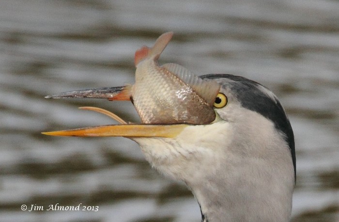 Grey Heron