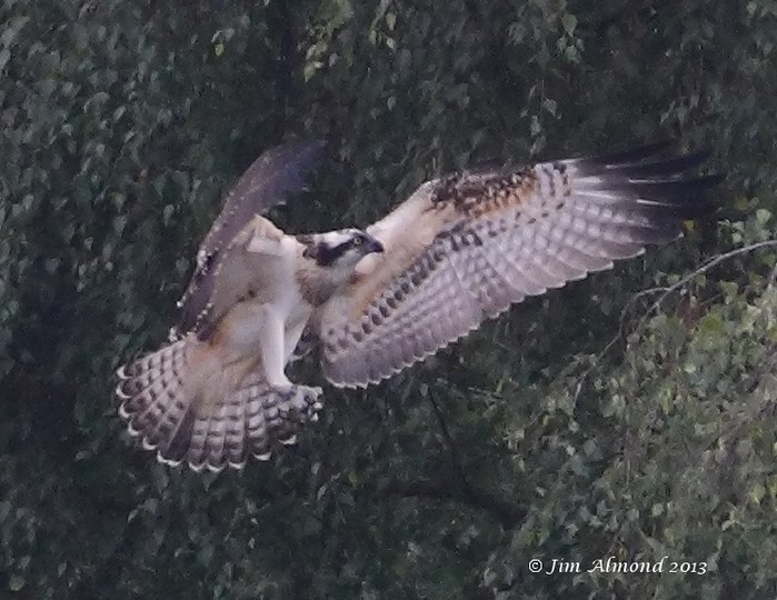Osprey