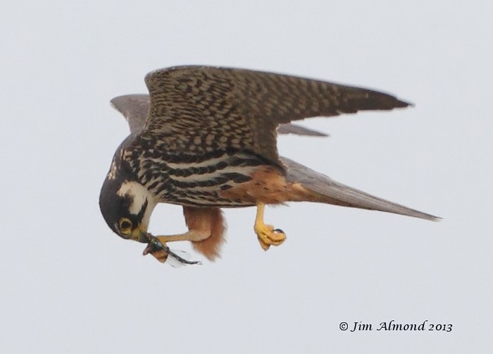 Hobby