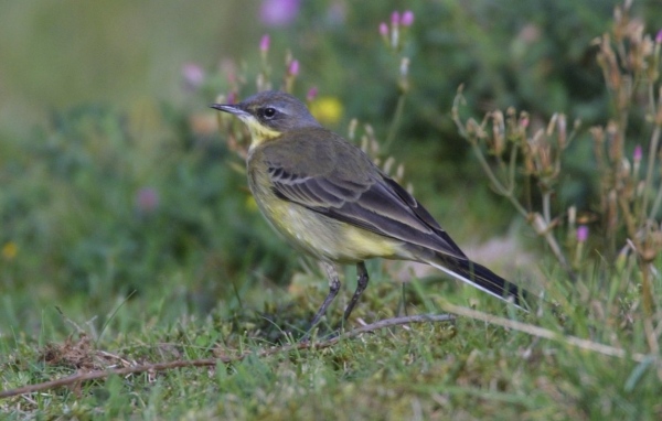 Grey-headed Wagtail