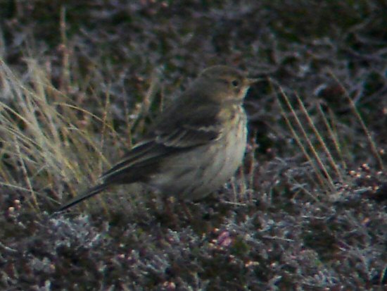 Buff-bellied Pipit