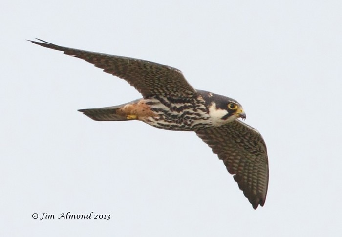 Hobby