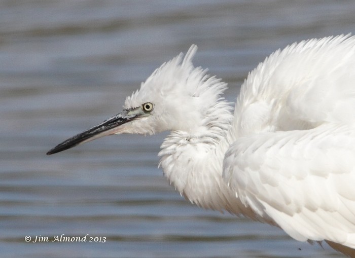 Little Egret