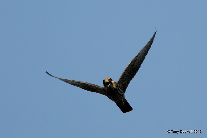 Hobby