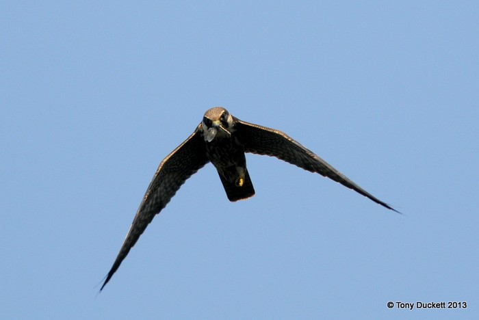 Hobby