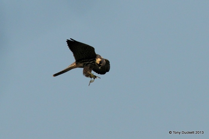 Hobby
