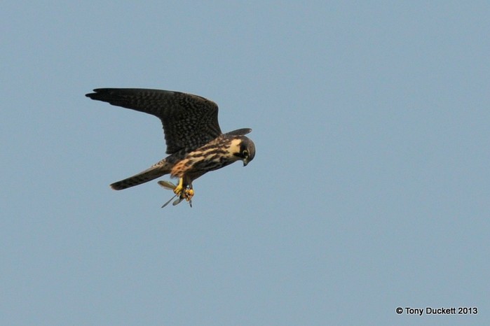 Hobby