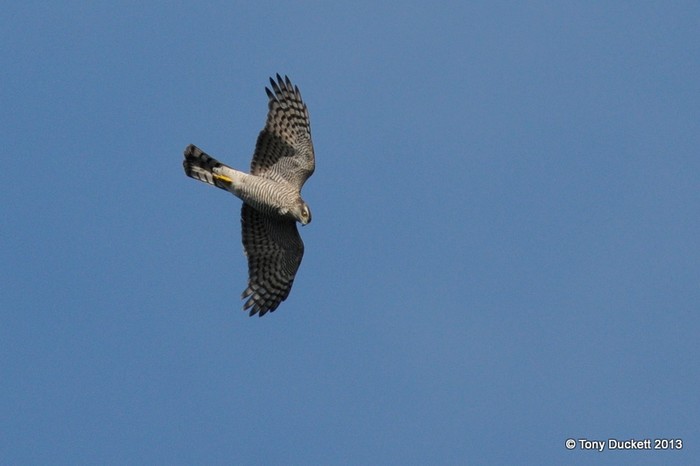 Sparrowhawk