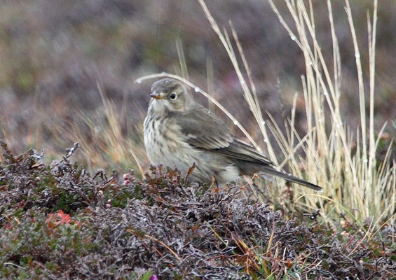 Buff-bellied Pipit
