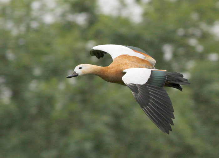 Ruddy Shelduck
