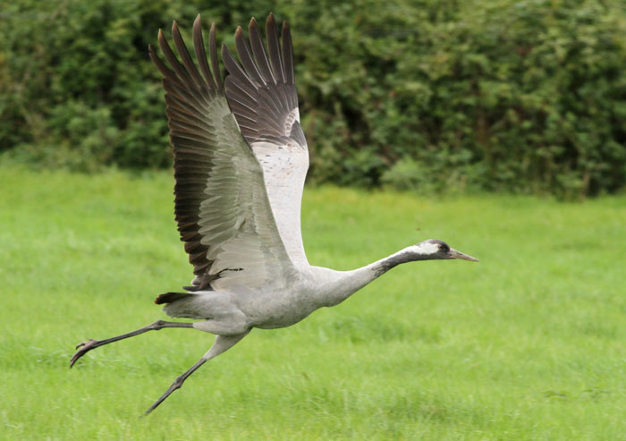Common Crane