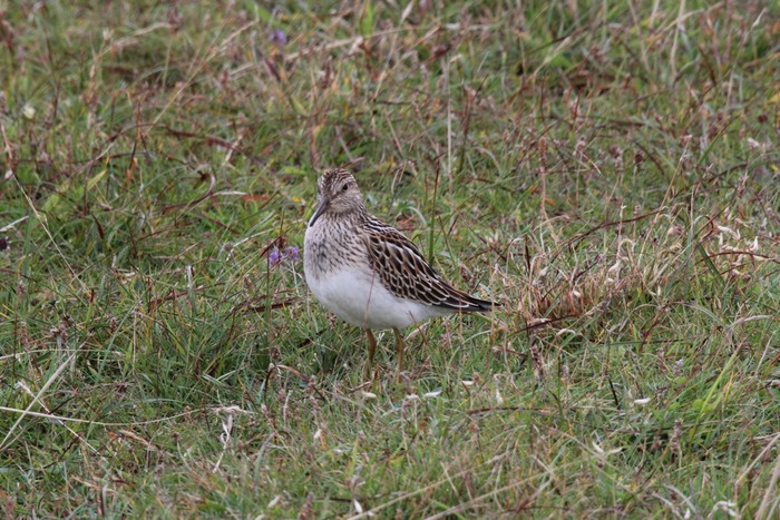 Pectoral Sandpiper
