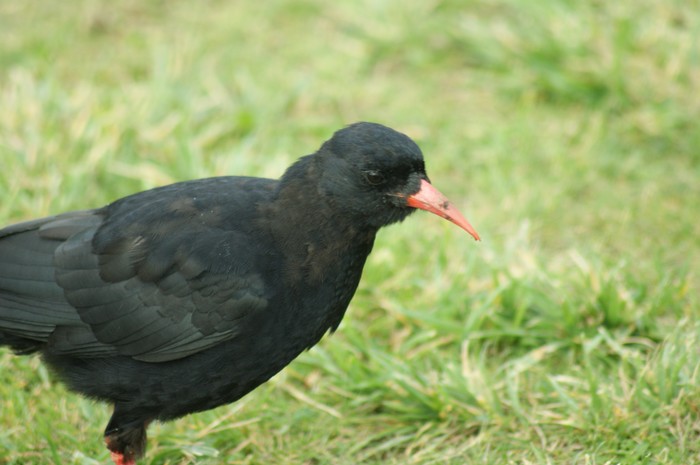 Chough
