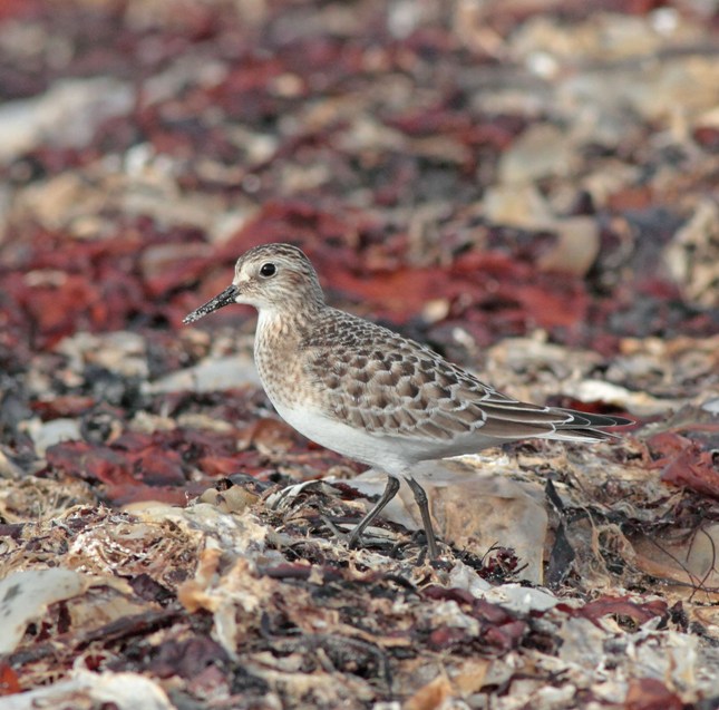 Baird's Sandpiper
