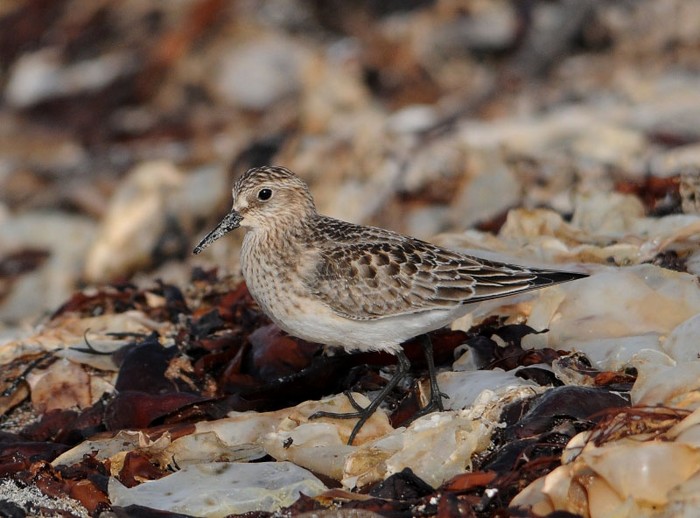 Baird's Sandpiper