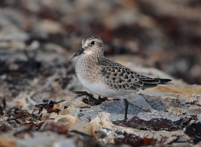 Baird's Sandpiper