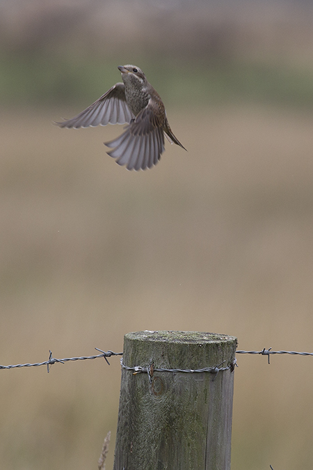 Red-backed Shrike