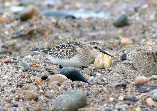 Baird's Sandpiper