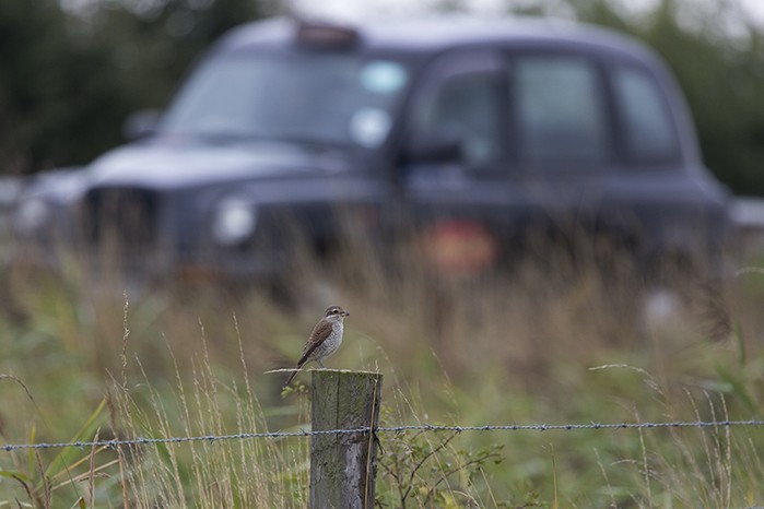 Red-backed Shrike