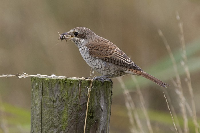 Red-backed Shrike