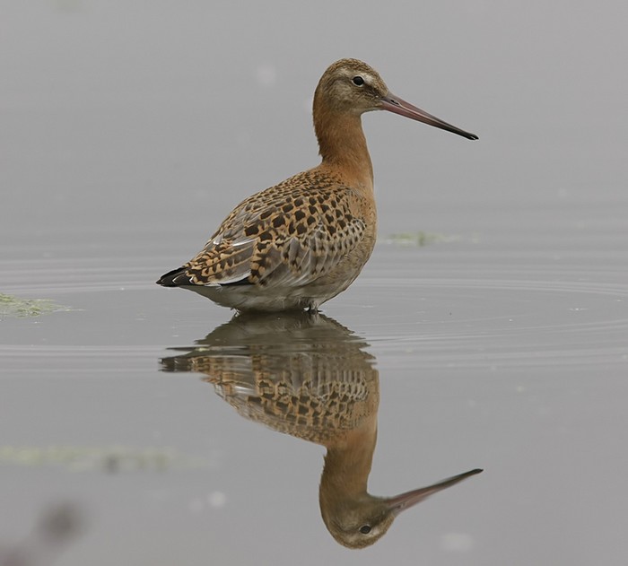 Black-tailed Godwit
