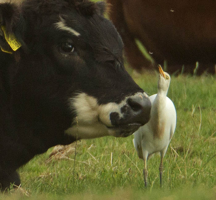 Cattle Egret