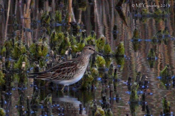Pectoral Sandpiper