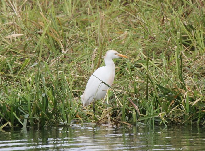 Cattle Egret
