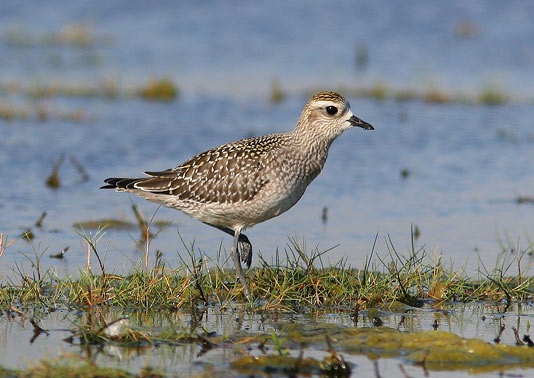 American Golden Plover