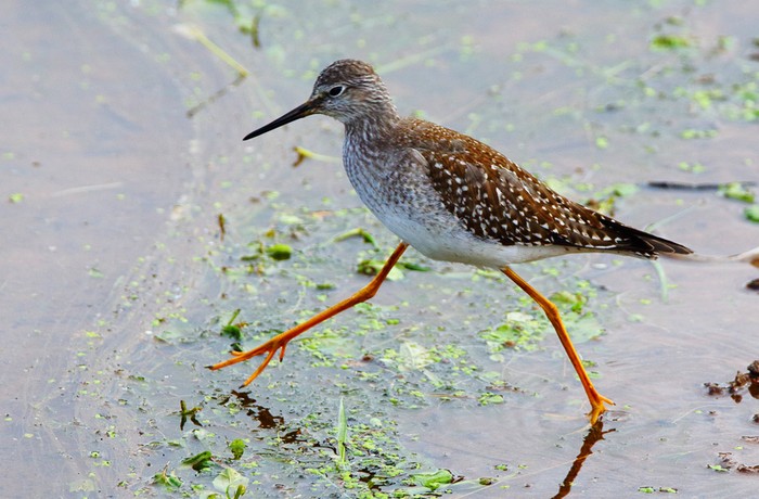Lesser Yellowlegs