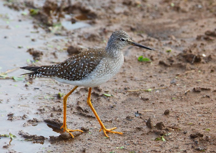 Lesser Yellowlegs