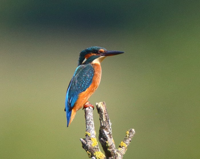 Kingfisher