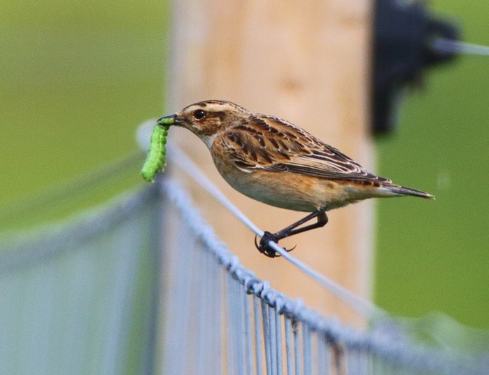 Whinchat