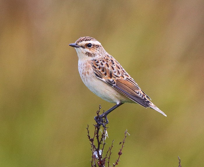 Whinchat