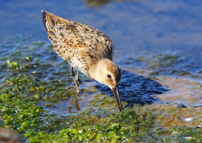Dunlin