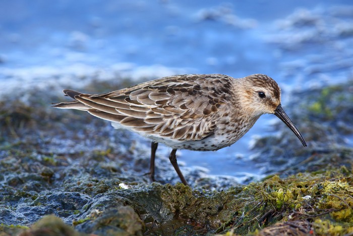Dunlin
