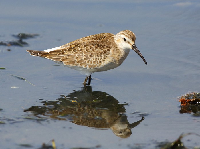 Curlew Sandpiper