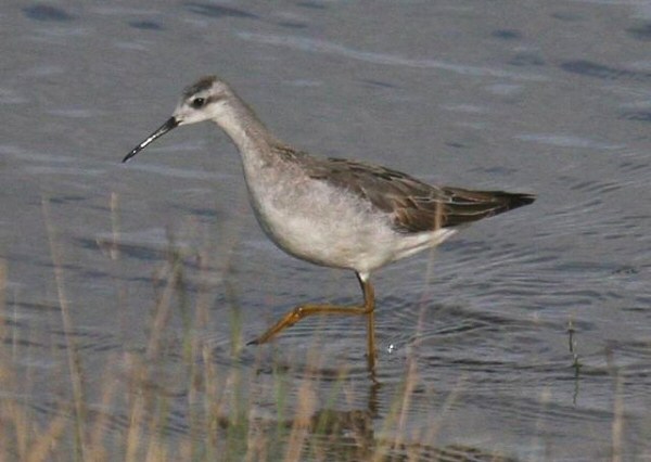 Wilson's Phalarope